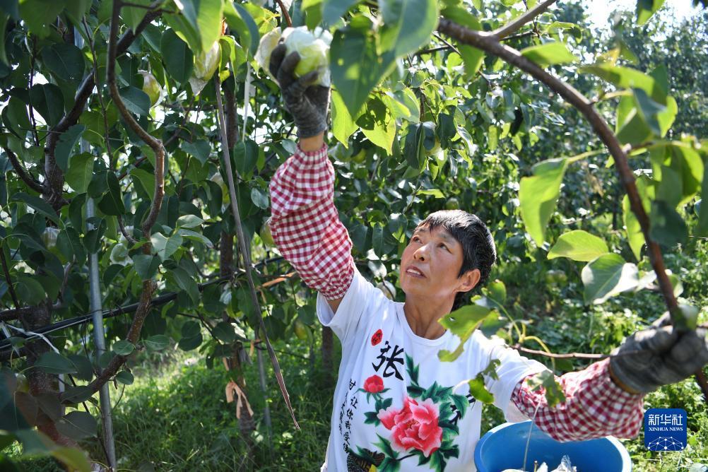 庄龙宝是什么意思